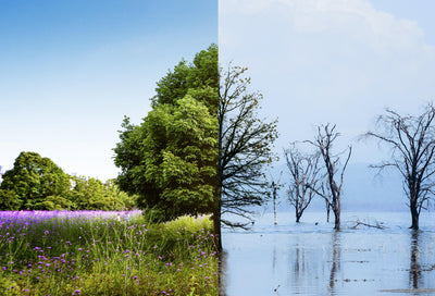 Steps to Determine Climate Change Implications